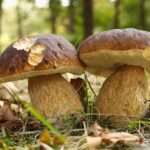 Quand pousse les cèpes avec la lune ?