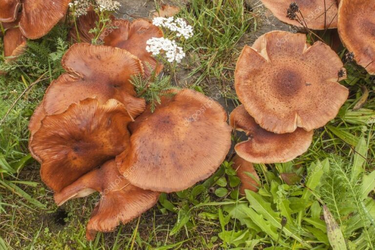 Quand pousse les champignons après la pluie ? Quand pousse les champignons après la pluie ?