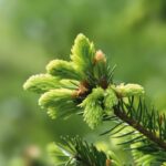Quand ramasser les bourgeons de sapin ?