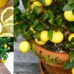 Quand ramasser les citrons sur un citronnier ?