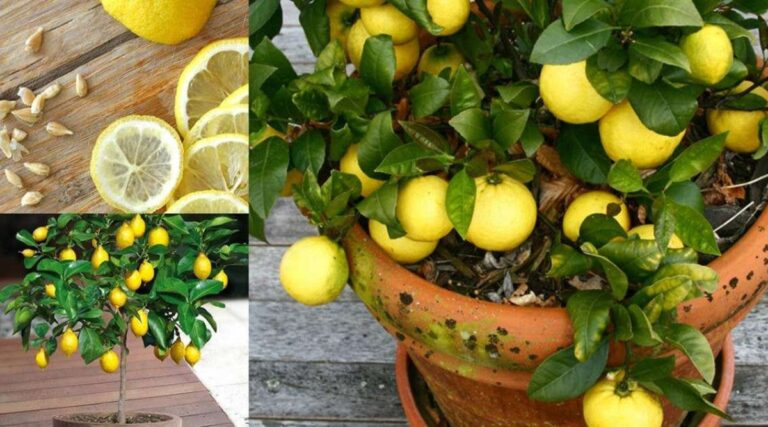 Quand ramasser les citrons sur un citronnier ?