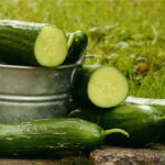 Quand ramasser les concombres jaunes ?