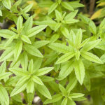 Quand ramasser les feuilles de verveine ?