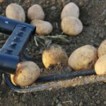 Quand ramasser les pommes de terre rattes ?