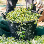 Quand ramasser les rutabagas ?