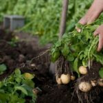 Quand récolter l'Amandine ?