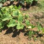 Quand récolter la sucrine ?