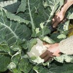 Quand récolter les choux fleur ?