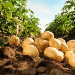 Quand récolter les pommes de terre Spunta ?