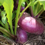 Quand récolter navet boule d'or ?