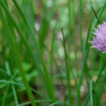 Quand rentrer la ciboulette ?