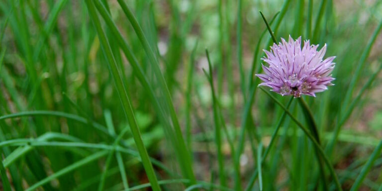 Quand rentrer la ciboulette ? Quand rentrer la ciboulette ?