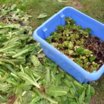 Quand replanter des endives ?