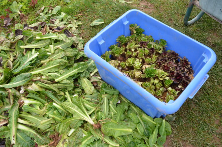 Quand replanter des endives ? Quand replanter des endives ?