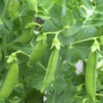 Quand se fait la récolte des petits pois ?