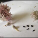 Quand semer les graines de ciboulette ?