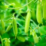 Quand semer les petit pois avec la Lune 2022 ?