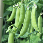 Quand semer les petit pois en automne ?