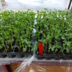 Quand semer les pois Mange-tout avec la Lune 2022 ?