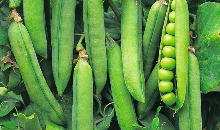 Quand semer petit pois automne ?
