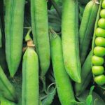 Quand semer petit pois automne ?