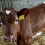 Quand sevrer les veaux ?