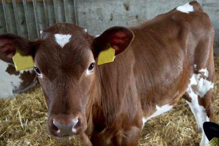 Quand sevrer les veaux ? Quand sevrer les veaux ?