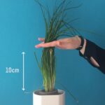 Quand tailler la ciboulette ?