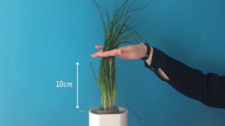 Quand tailler la ciboulette ?