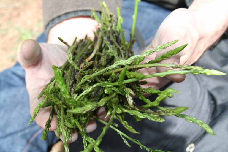Quand trouver des asperges sauvages ?
