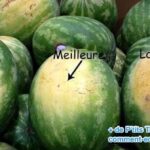 Quand une aubergine n'est plus bonne ?