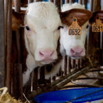 Quel âge a le veau que l'on mange ?