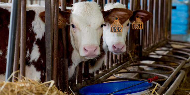 Quel âge a le veau que l’on mange ? Quel âge a le veau que l'on mange ?