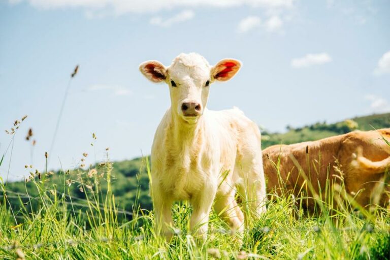Quel âge a un veau de lait ?