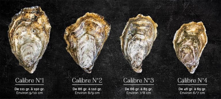 Quel âge a une huître numéro 3 ? Quel âge a une huître numéro 3 ?