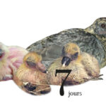 Quel âge pour tuer un pigeon ?