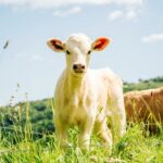 Quel âge pour un veau de lait ?