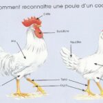 Quel âge tuer un coq ?