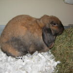 Quel aliment peut tuer un lapin ?