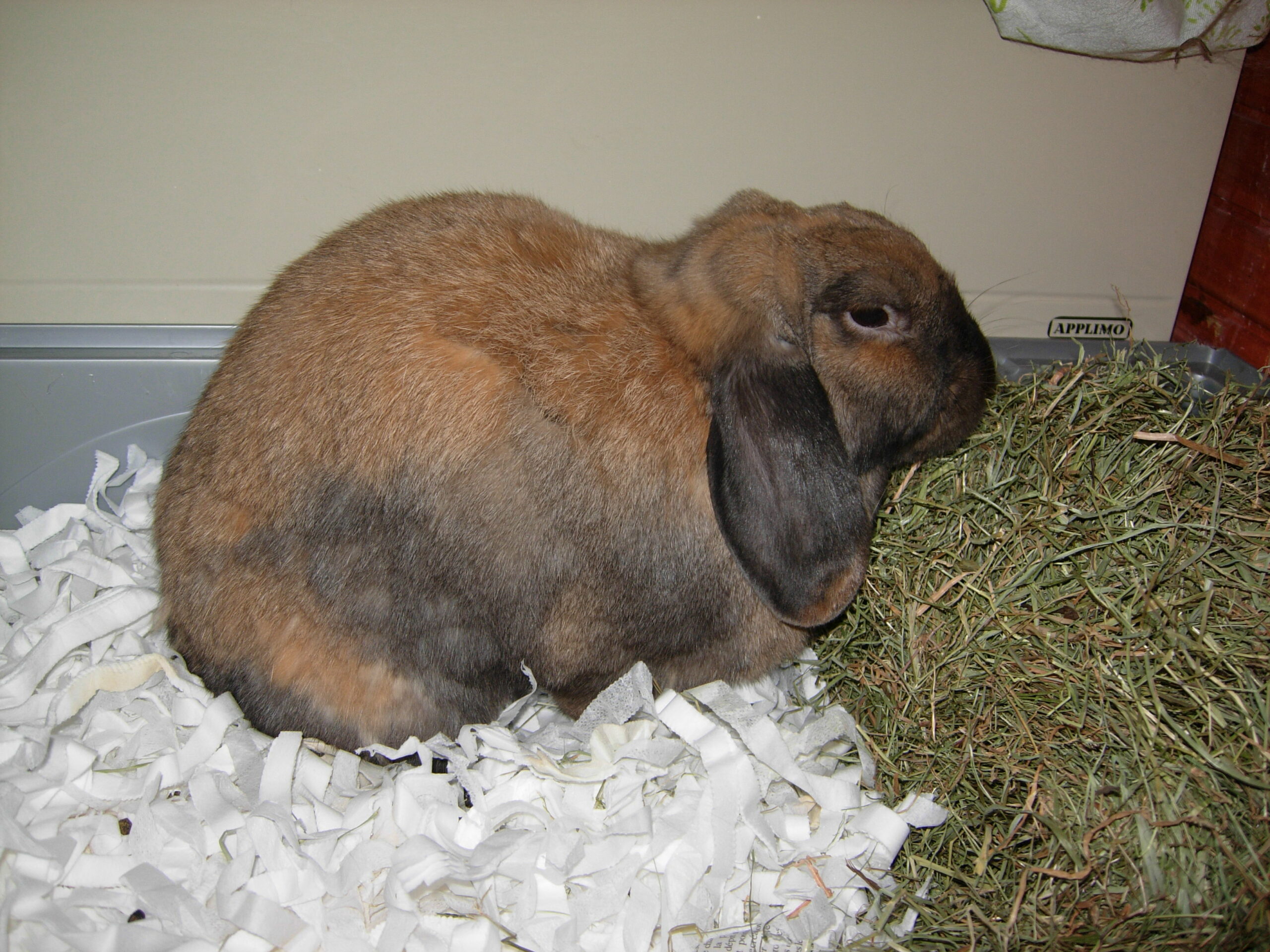 Quel Aliment Peut Tuer Un Lapin