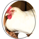 Quel aliment peut tuer une poule ?