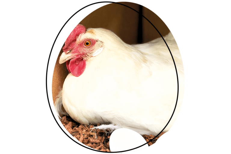 Quel aliment peut tuer une poule ?