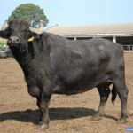 Quel animal est la bufflonne ?