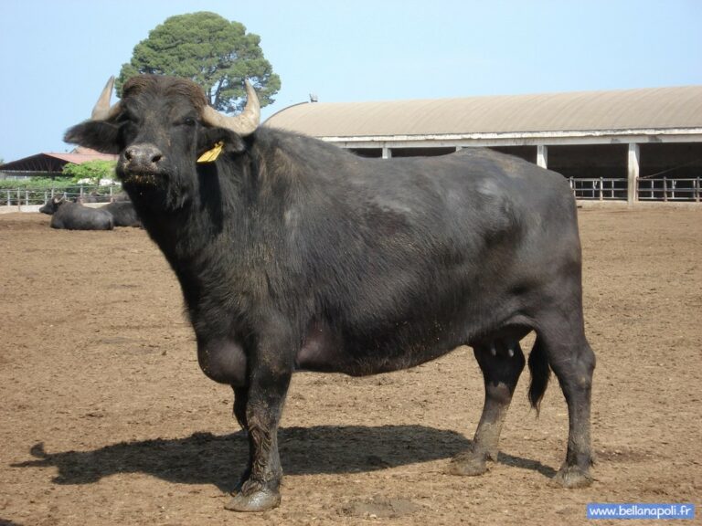 Quel animal est la bufflonne ?