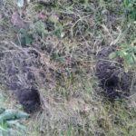 Quel animal fait la mozzarella ?