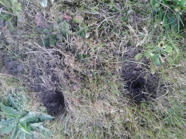 Quel animal fait la mozzarella ?