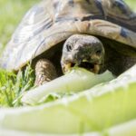 Quel animal mange de la terre ?