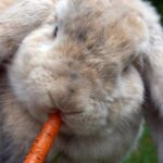 Quel animal mange des radis ?