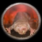 Quel animal ne ressent pas la douleur ?