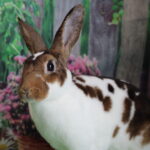 Quel animal peut tuer un lapin ?